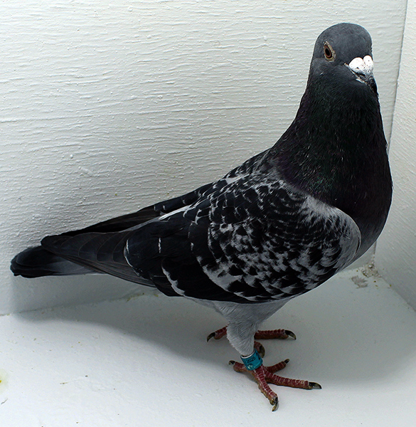 Band: AU 20088 AA 2025